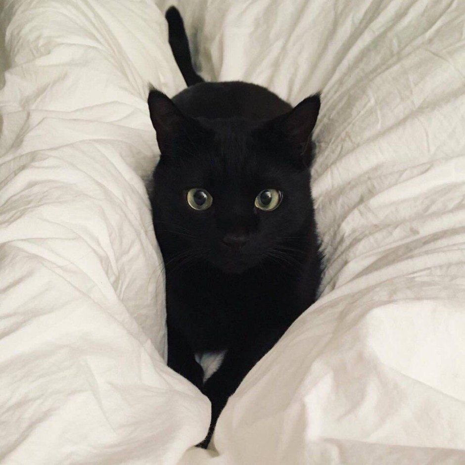 Довольный черный кот