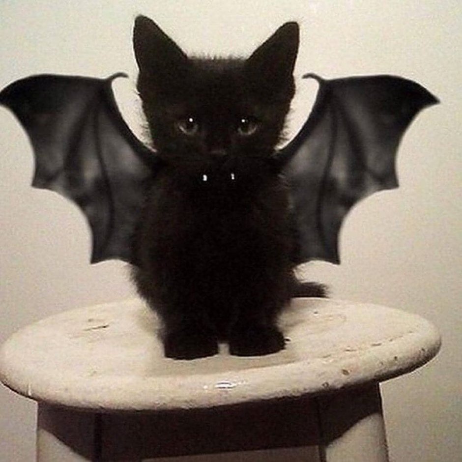 Коты с высунутым языком