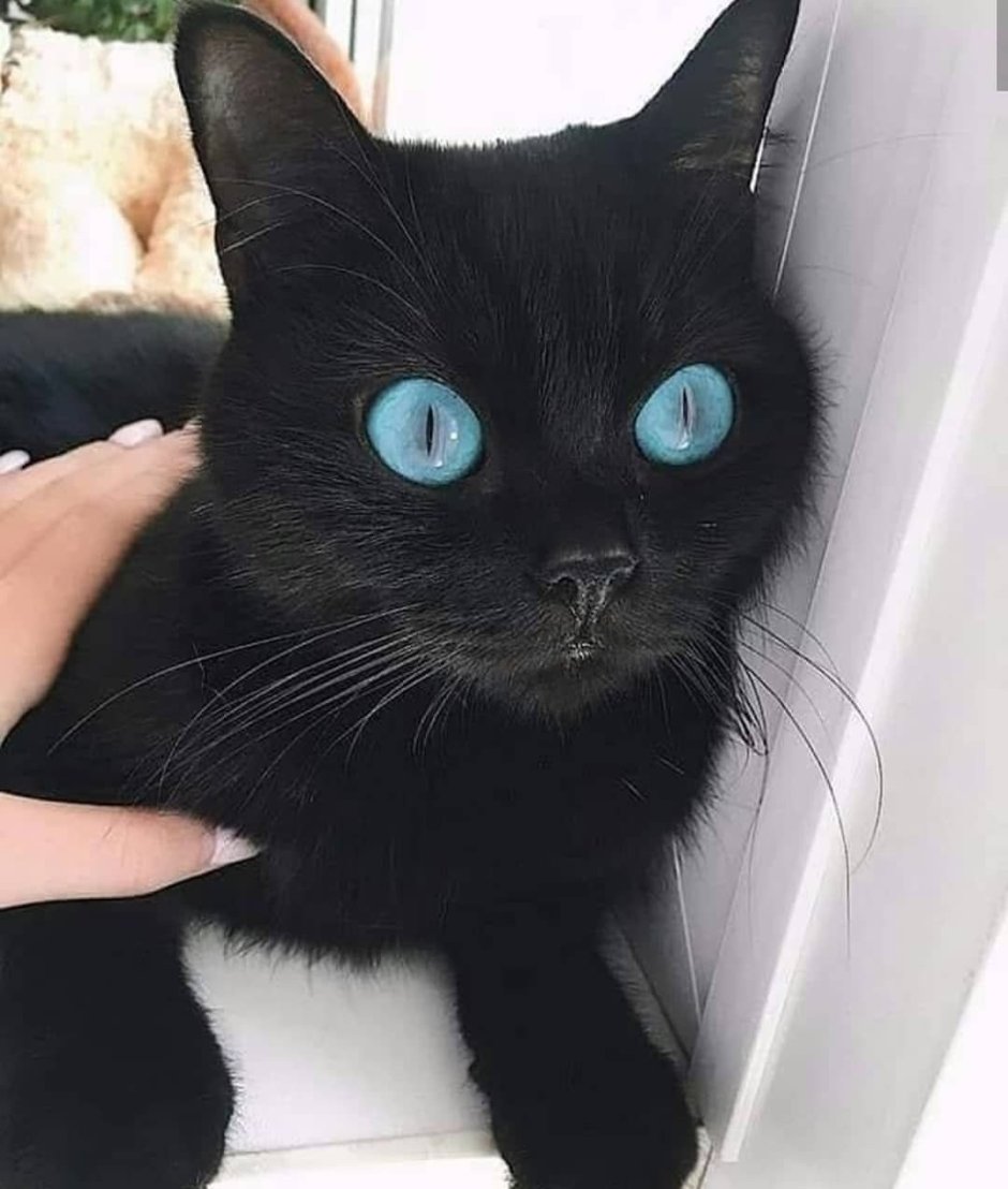 Растрепанная кошка