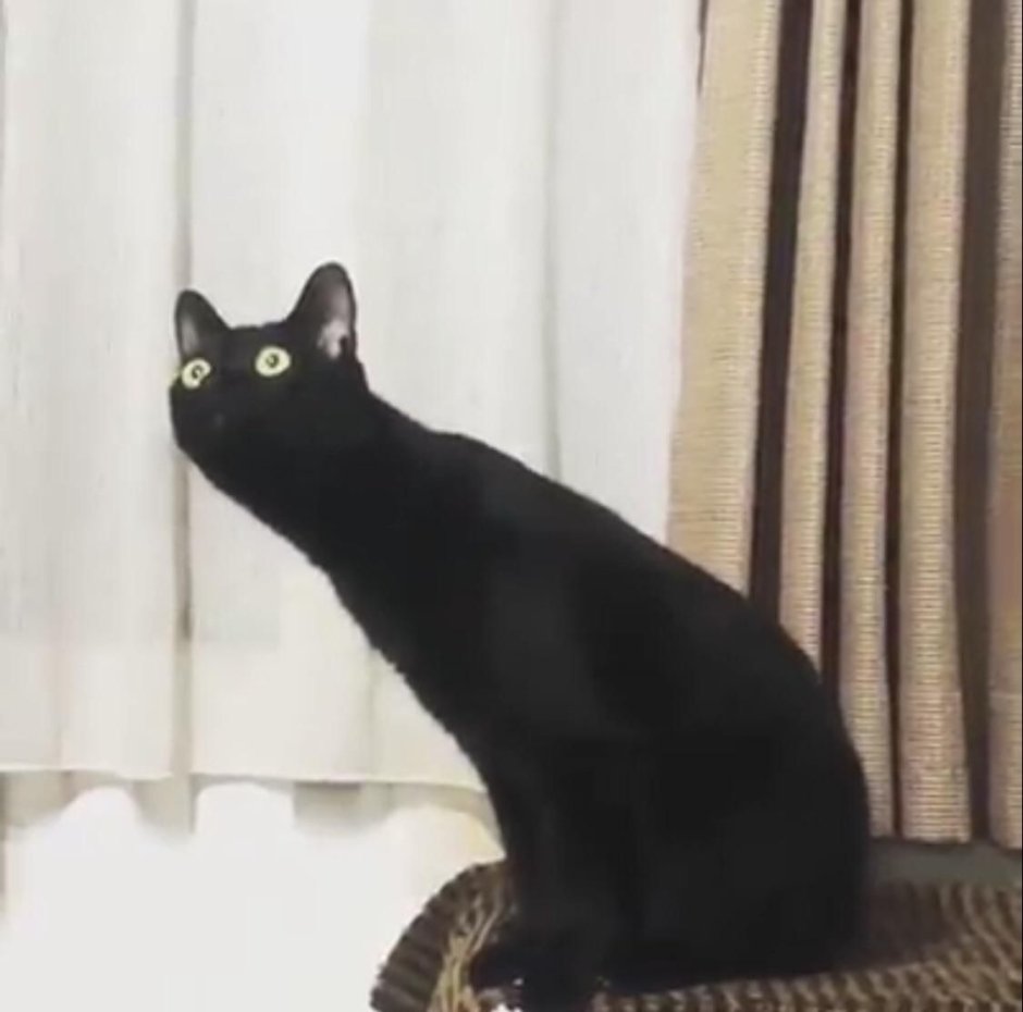 Лок тар Огар кот