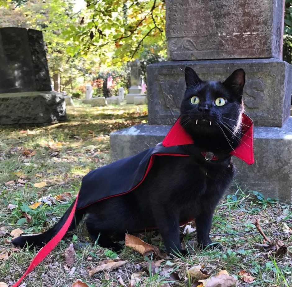 Чёрные коты Эстетика