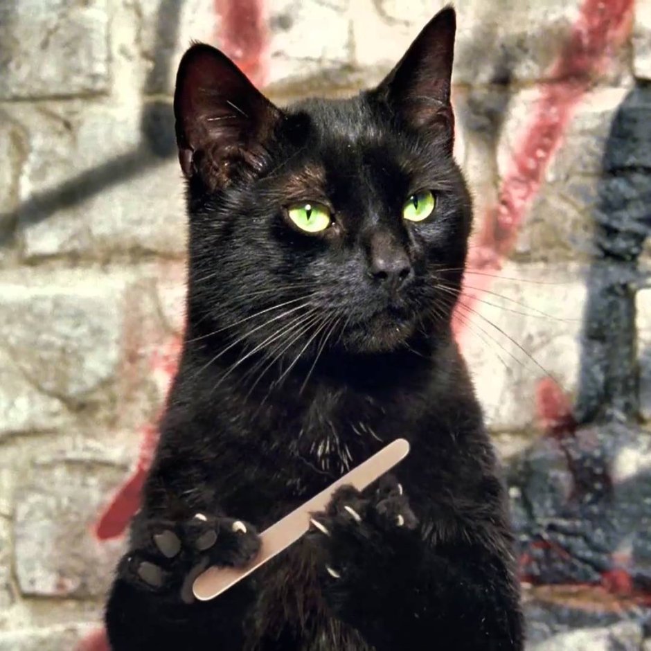 Черный кот Эстетика