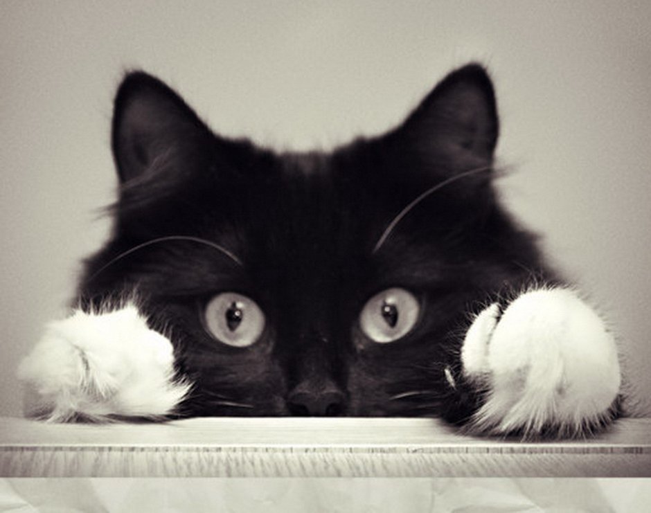 Гетерохромия у кошек чёрных