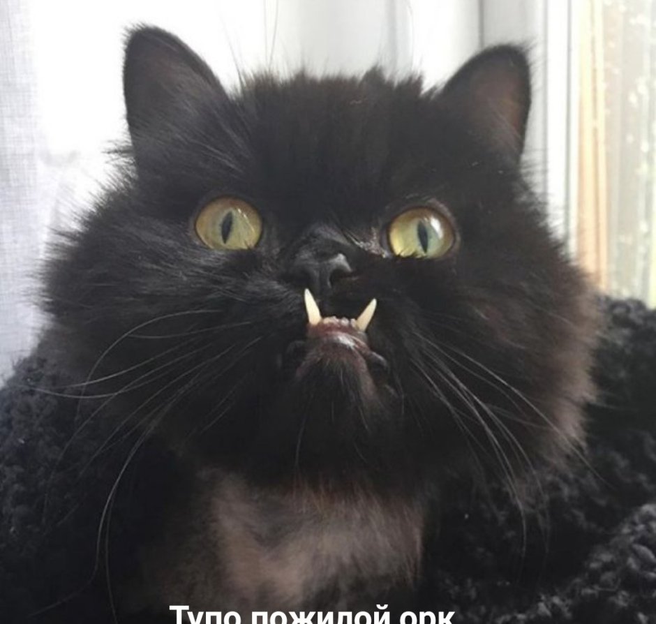 Кошачья логика