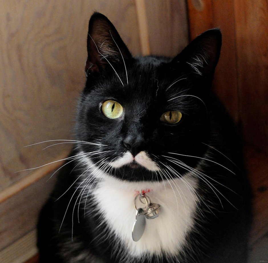 Кот вампир Монк