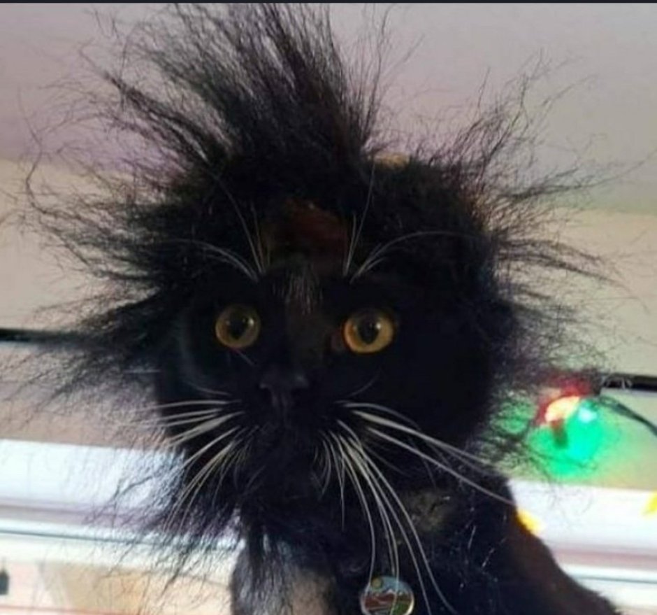 Gif Cat Blink 320x480