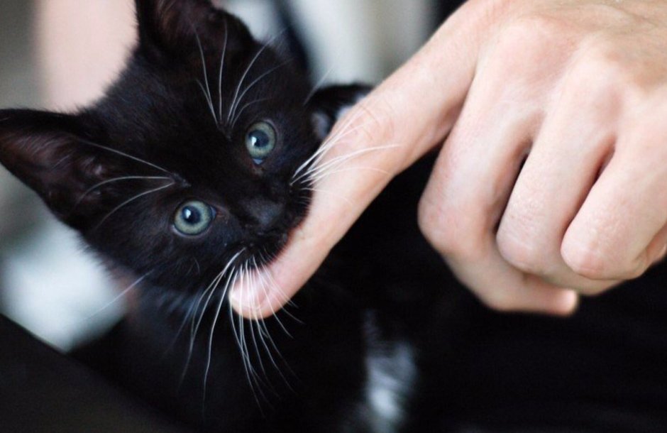 Котенок с выпученными глазами