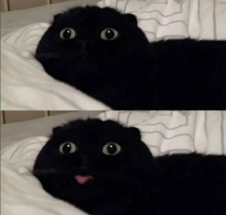 Деловой кот