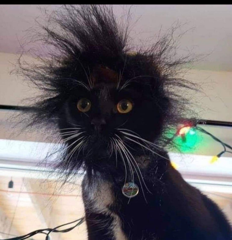 Черный котенок на руках