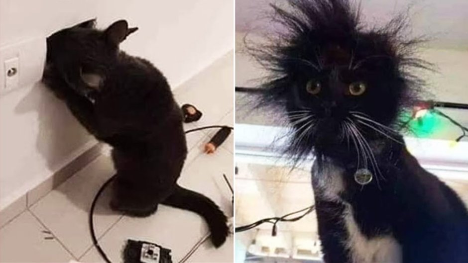 Девушка с котом селфи