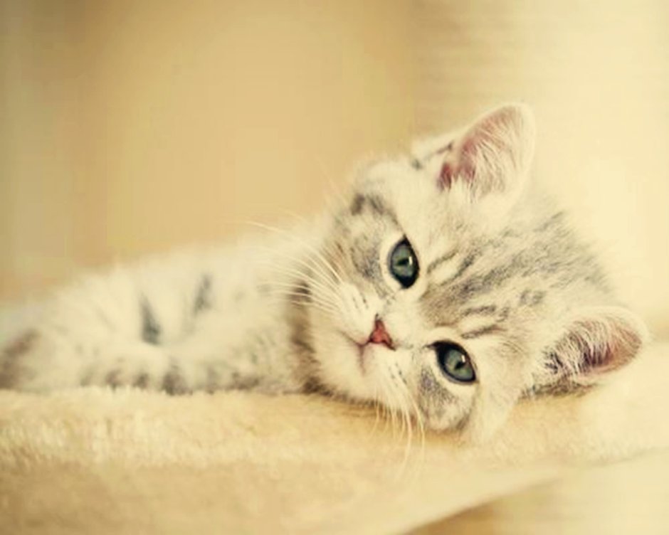 Котенок скучает