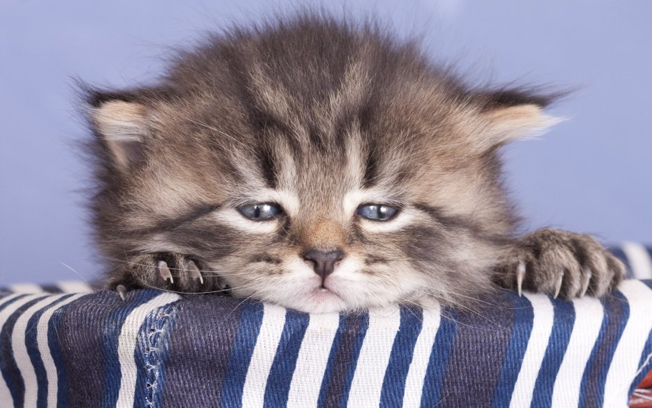 Маленький котенок