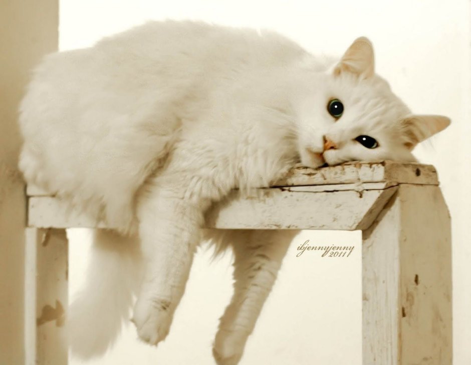 Кот ждет