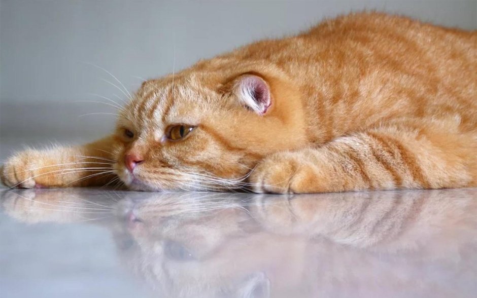 Грустный рыжий котик