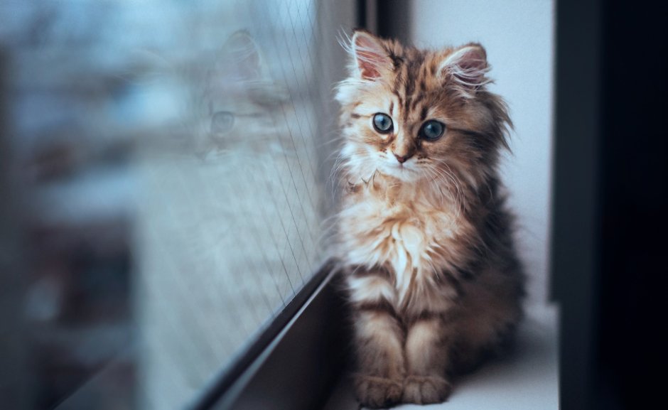 Самый милый котенок в мире