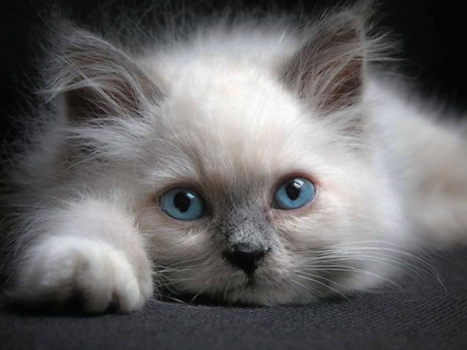 Котик скучает