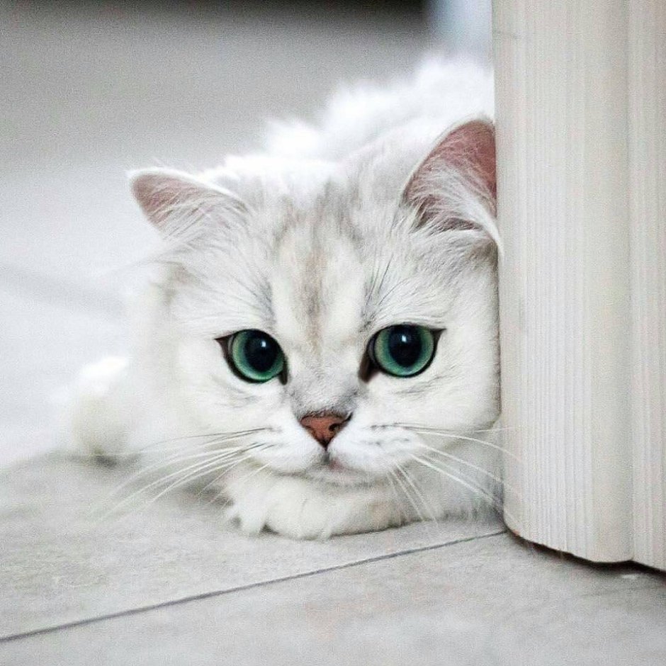 Кошка с грустными глазами