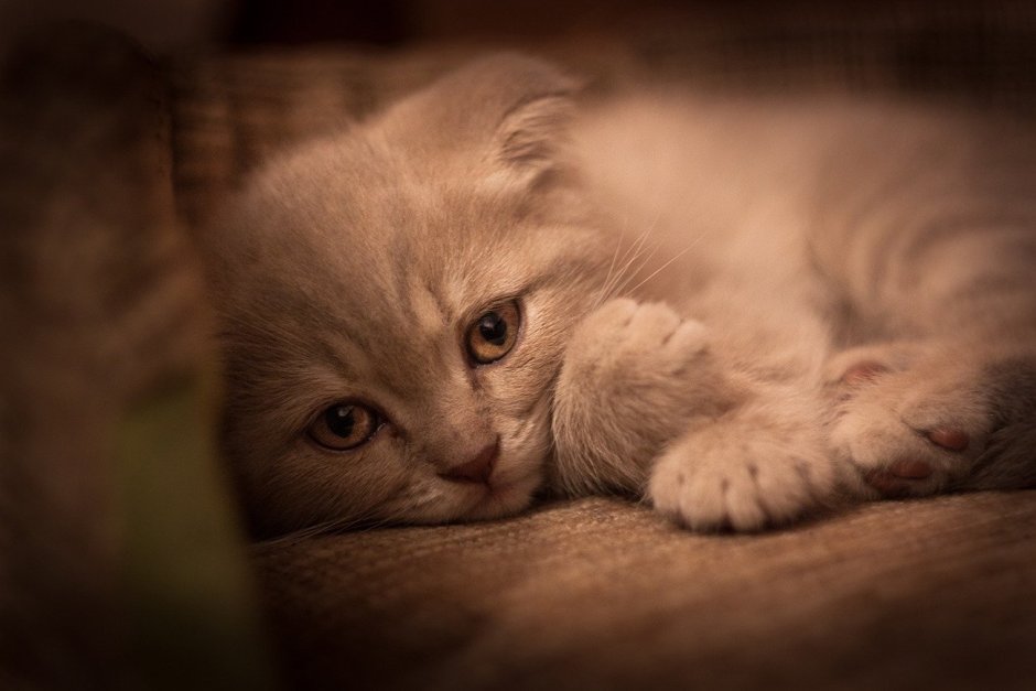 Плачущий котенок