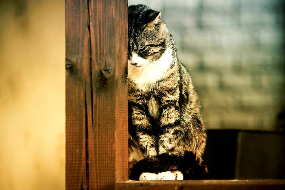 Печальный котенок