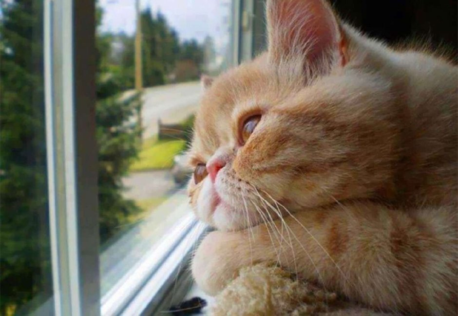 Котенок ждет