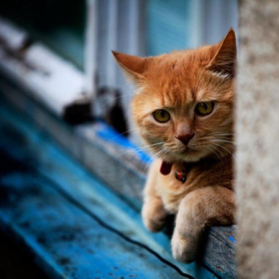 Котенок скучает