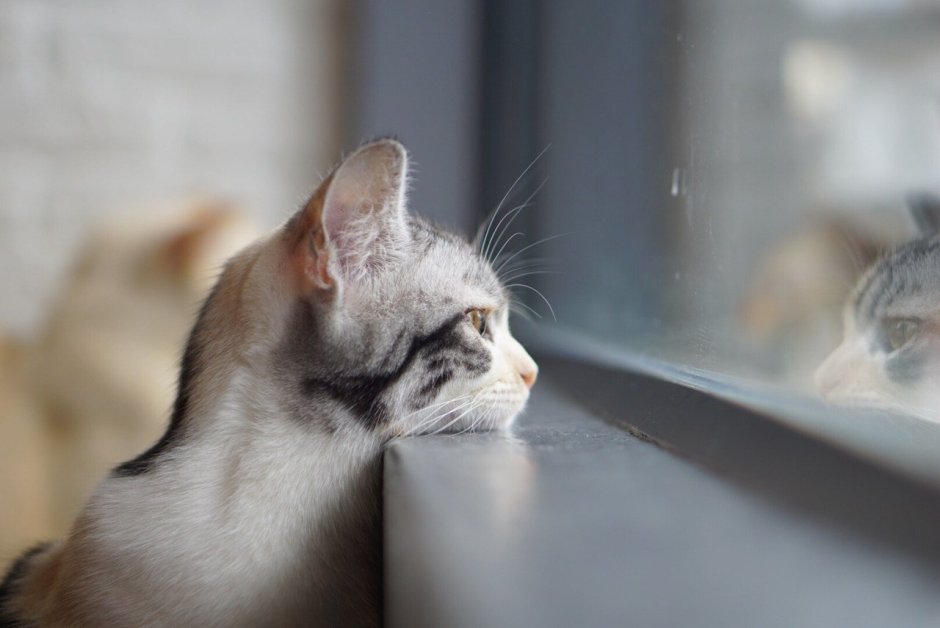 Котенок ждет