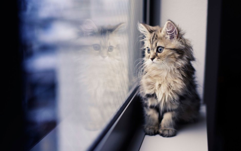 Котенок у окна
