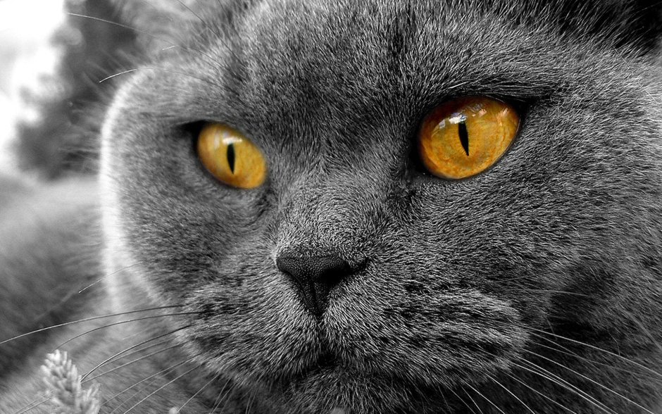 Оранжевые глаза у кошки