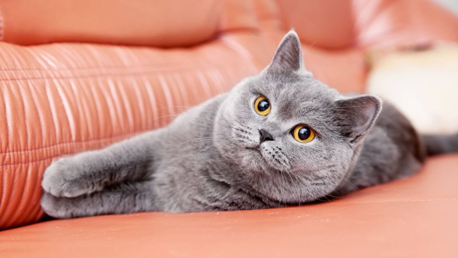 Шартрез кошка черная