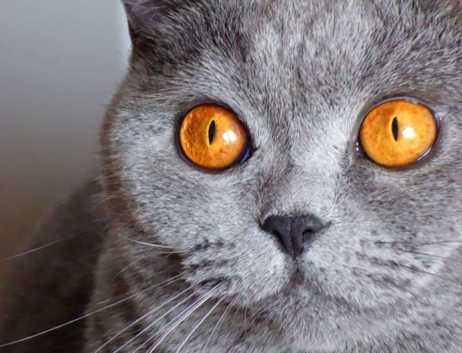 Британская кошка короткошерстная серая