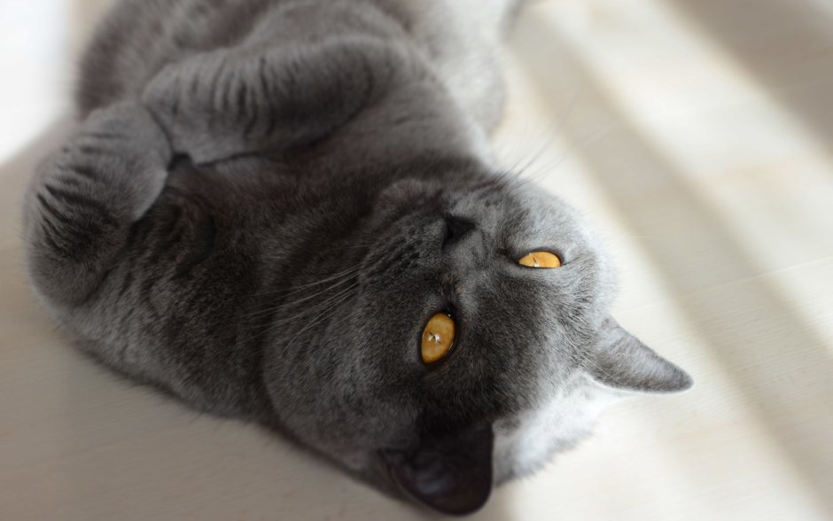 Британская кошка короткошерстная серая