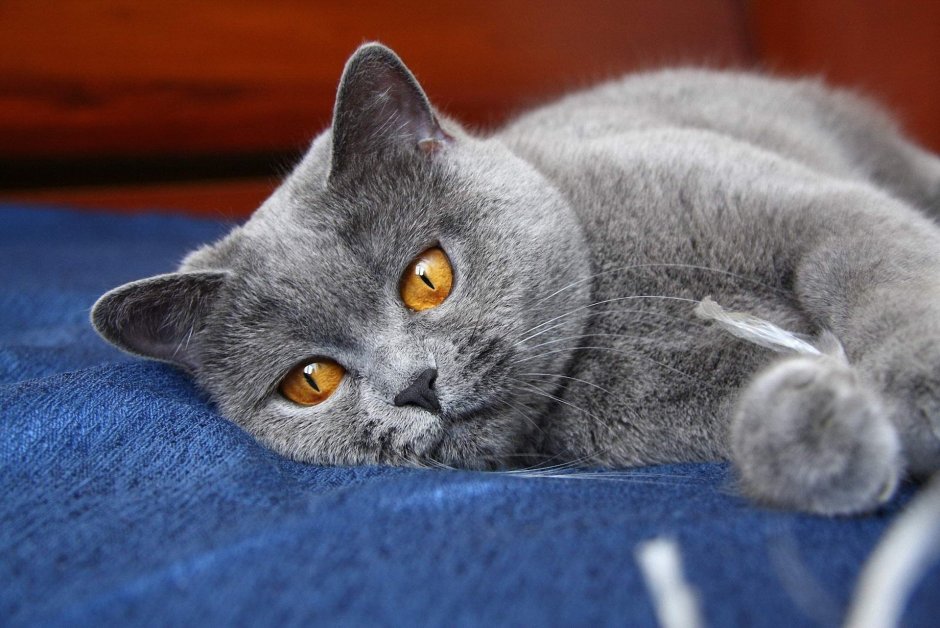 Шартрез кошка черная