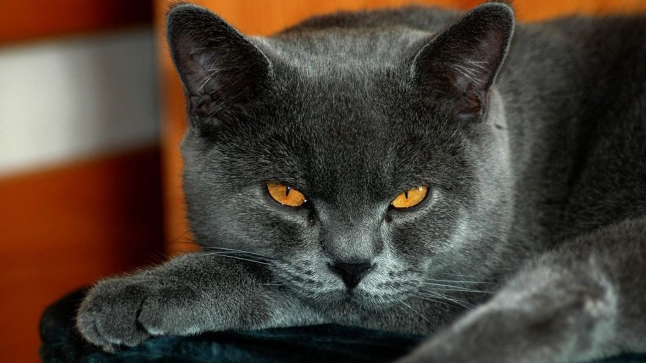 Британец кот
