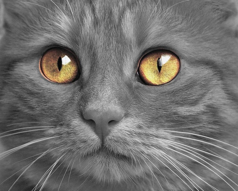 Шотландский вислоухий кот серый янтарные глаза