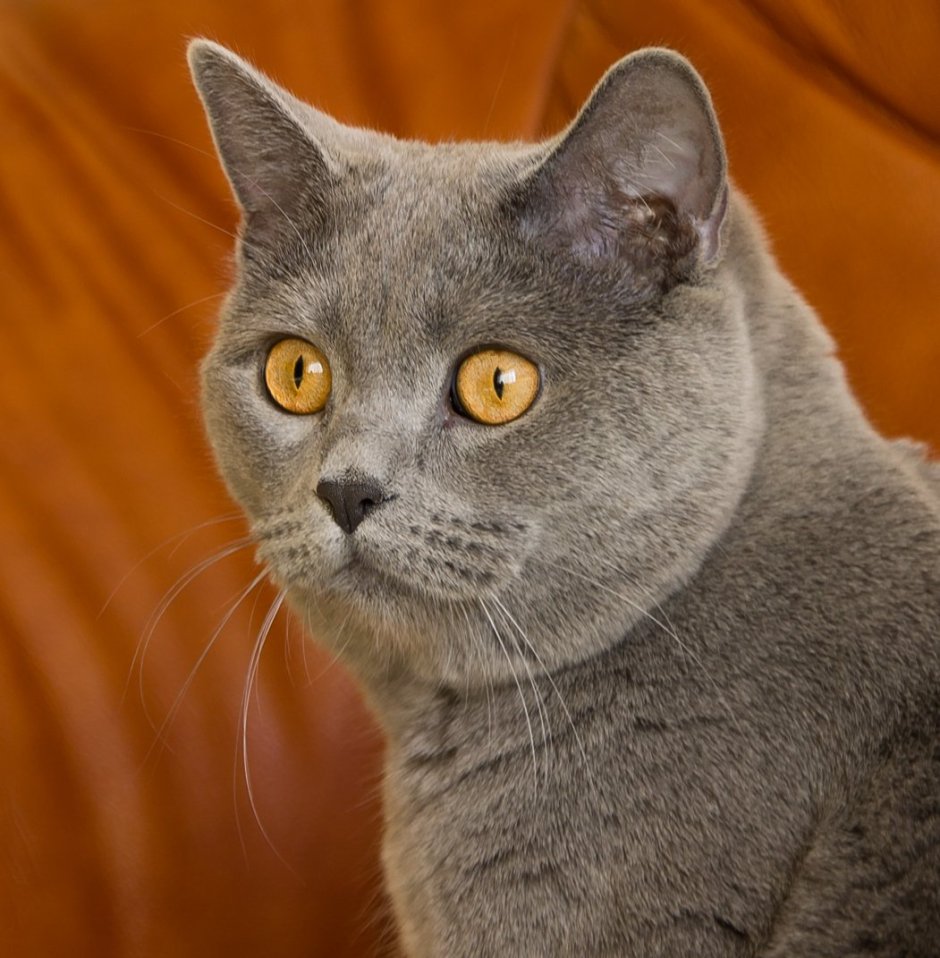 Скоттиш шартрез