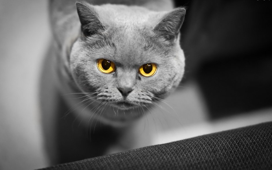 Бася кошка русская голубая