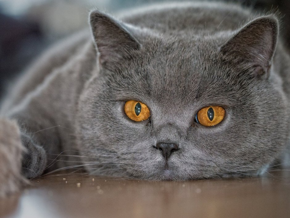 Весенний кот британец