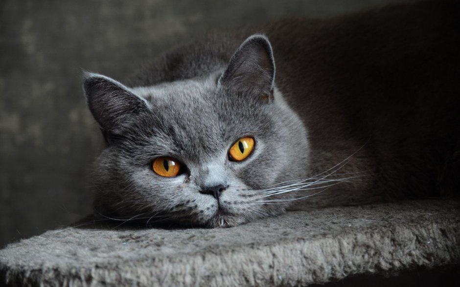 Британская короткошерстная