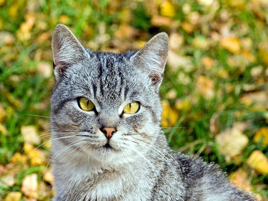 Британская кошка шартрез