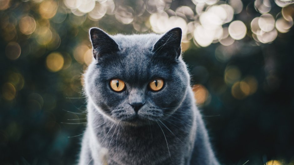 Британский короткошерстный кот серый