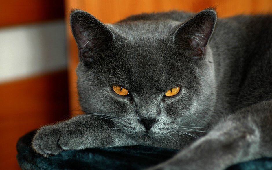 Кот с оранжевыми глазами