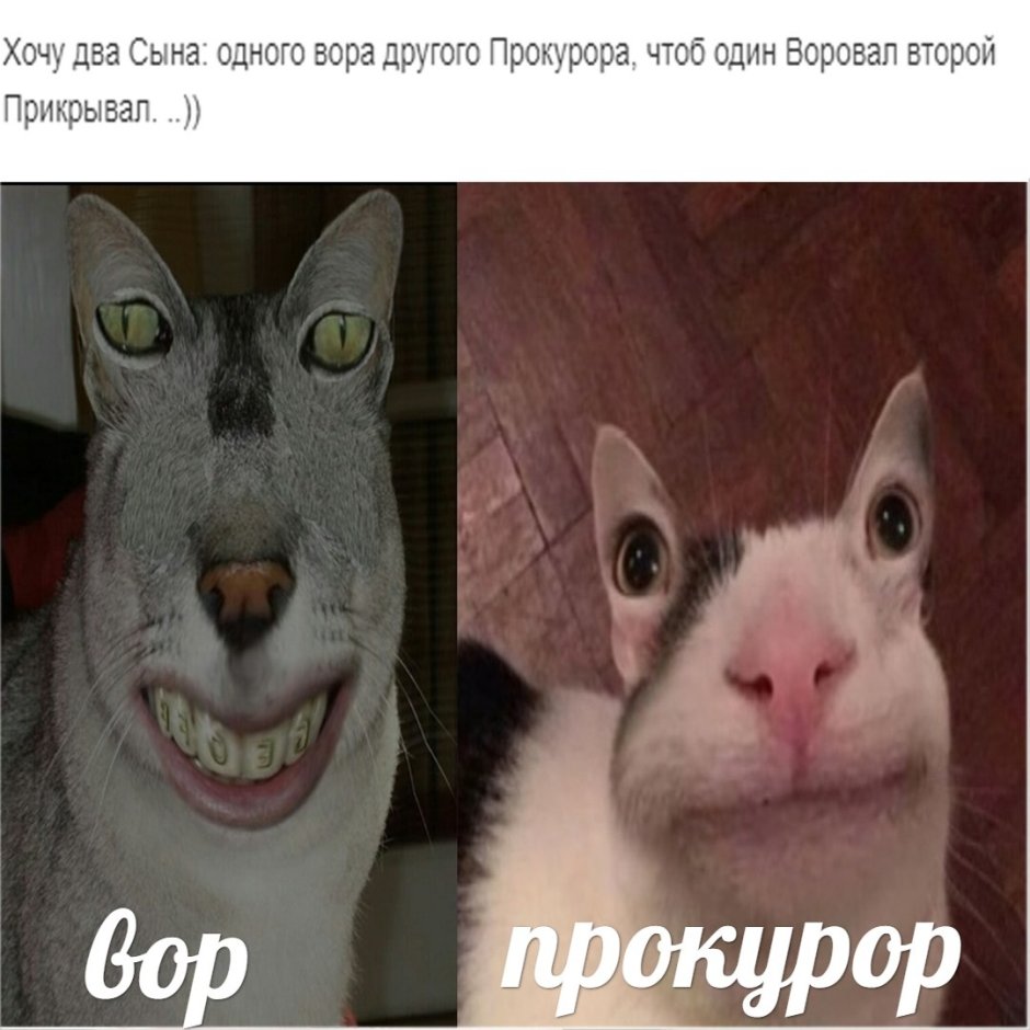 Отфотошопленные коты мемы