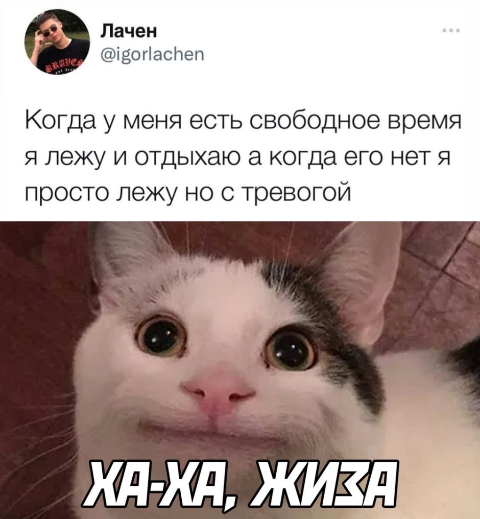 Жиза Мем кот