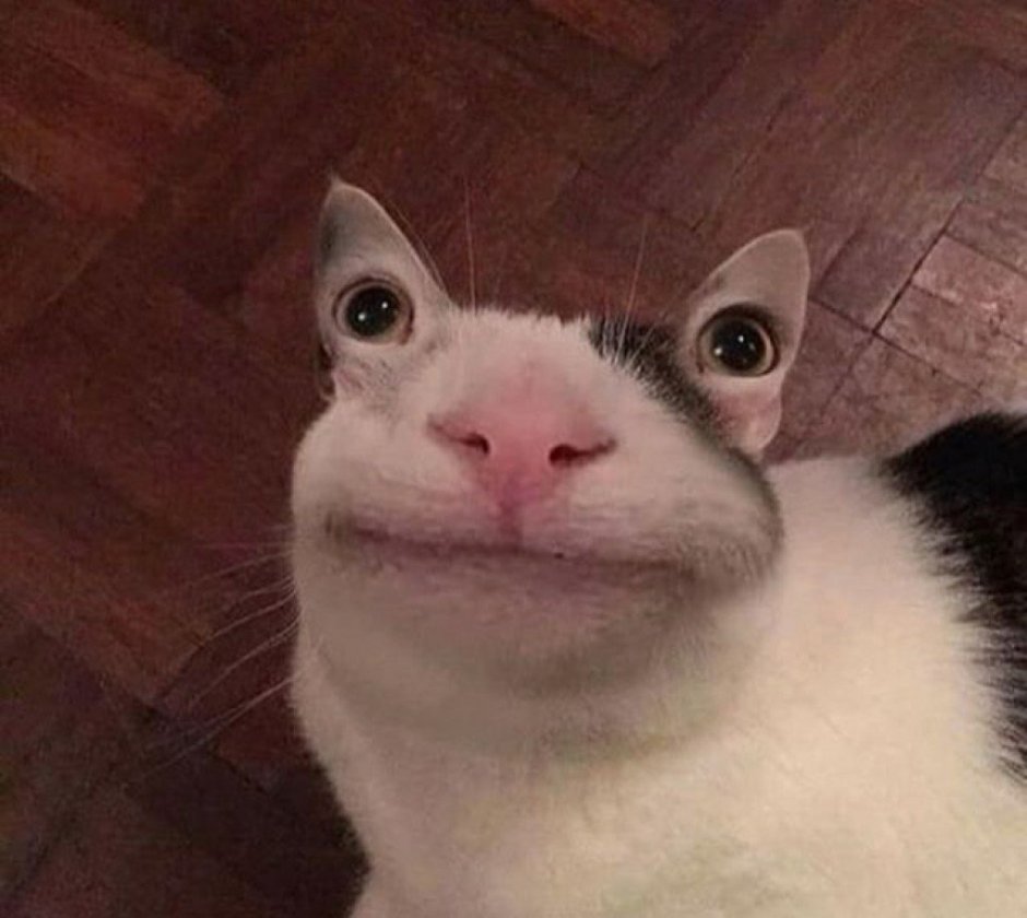 Упоротые коты