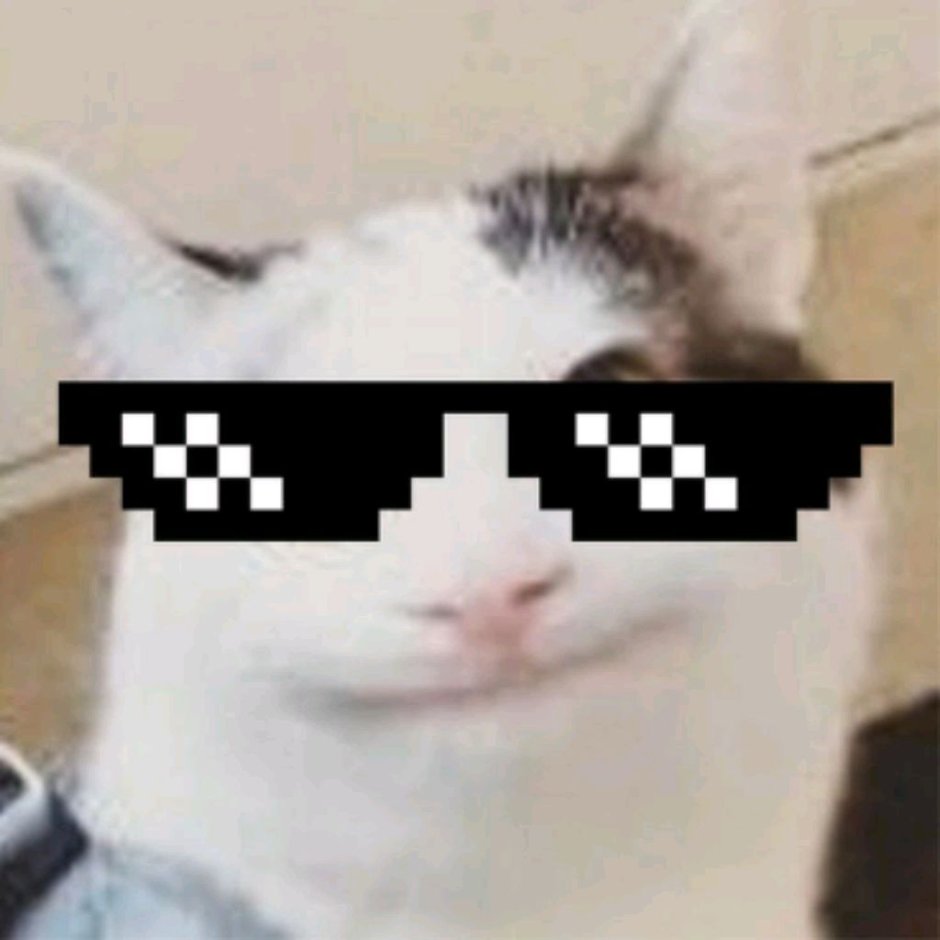 Белуга ЮТУБЕР кот