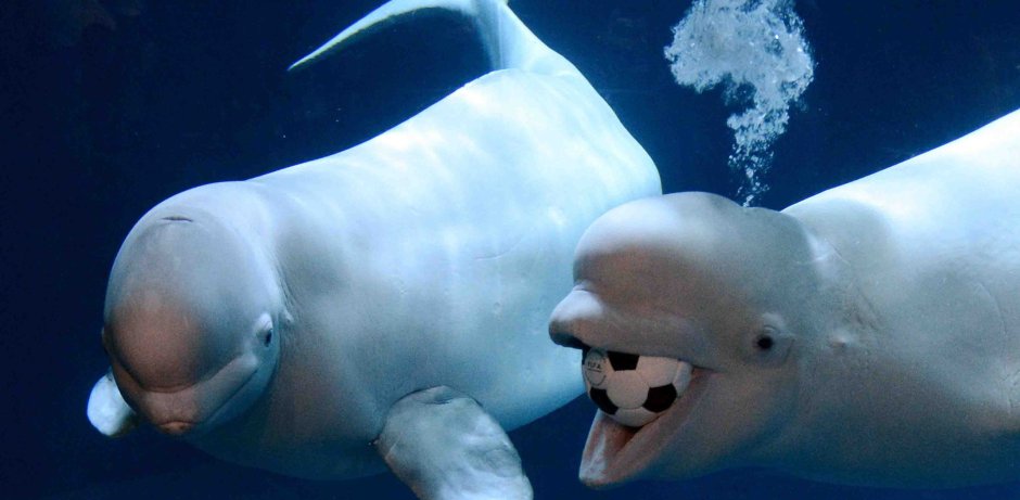 Белуга Охотское море