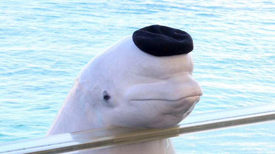 Белуга кот