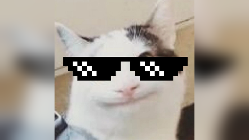 Ава белуги кот