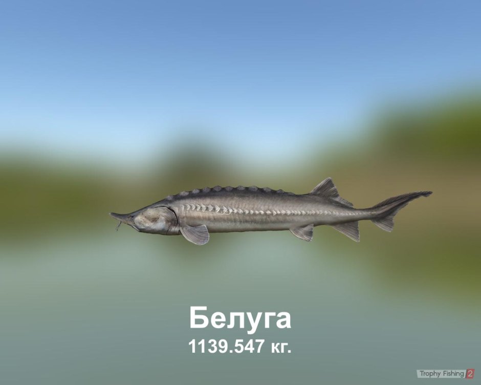 Белуга кот Beluga