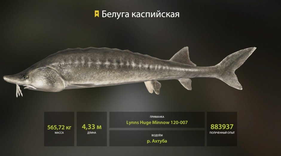 Белуга Каспийская